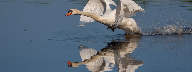 Белая вода