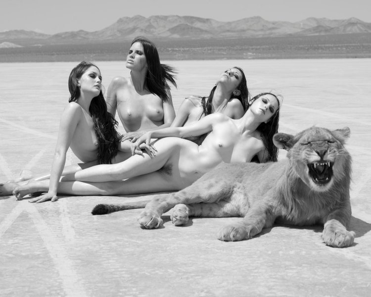 Sylvie blum big cats