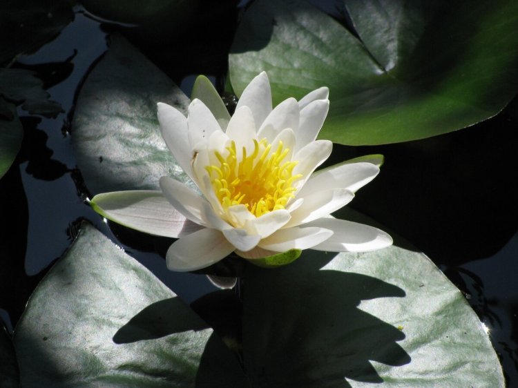 Кувшинка белая (nymphaea alba)