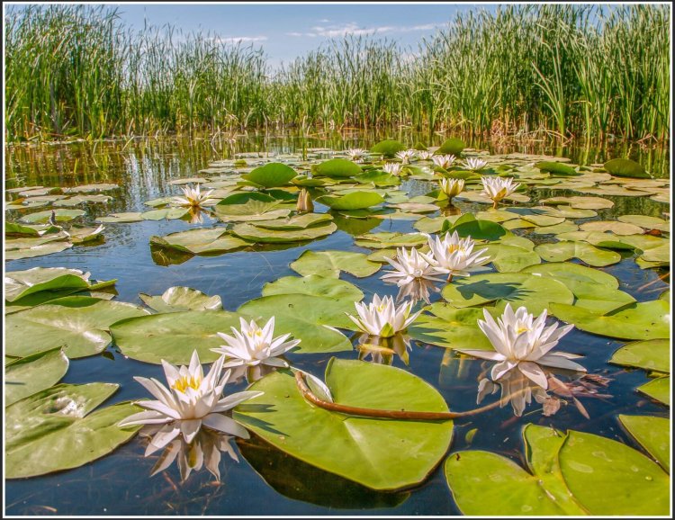 Кувшинка белая водяная лилия