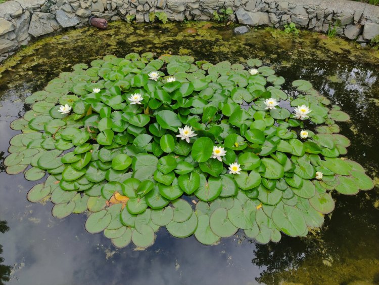 Водяная лилия кувшинка